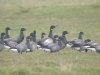 Pale-bellied Brent Goose at Fleet Head (Steve Arlow) (55673 bytes) Pale-bellied Brent Goose at Fleet Head (Steve Arlow) (55673 bytes)